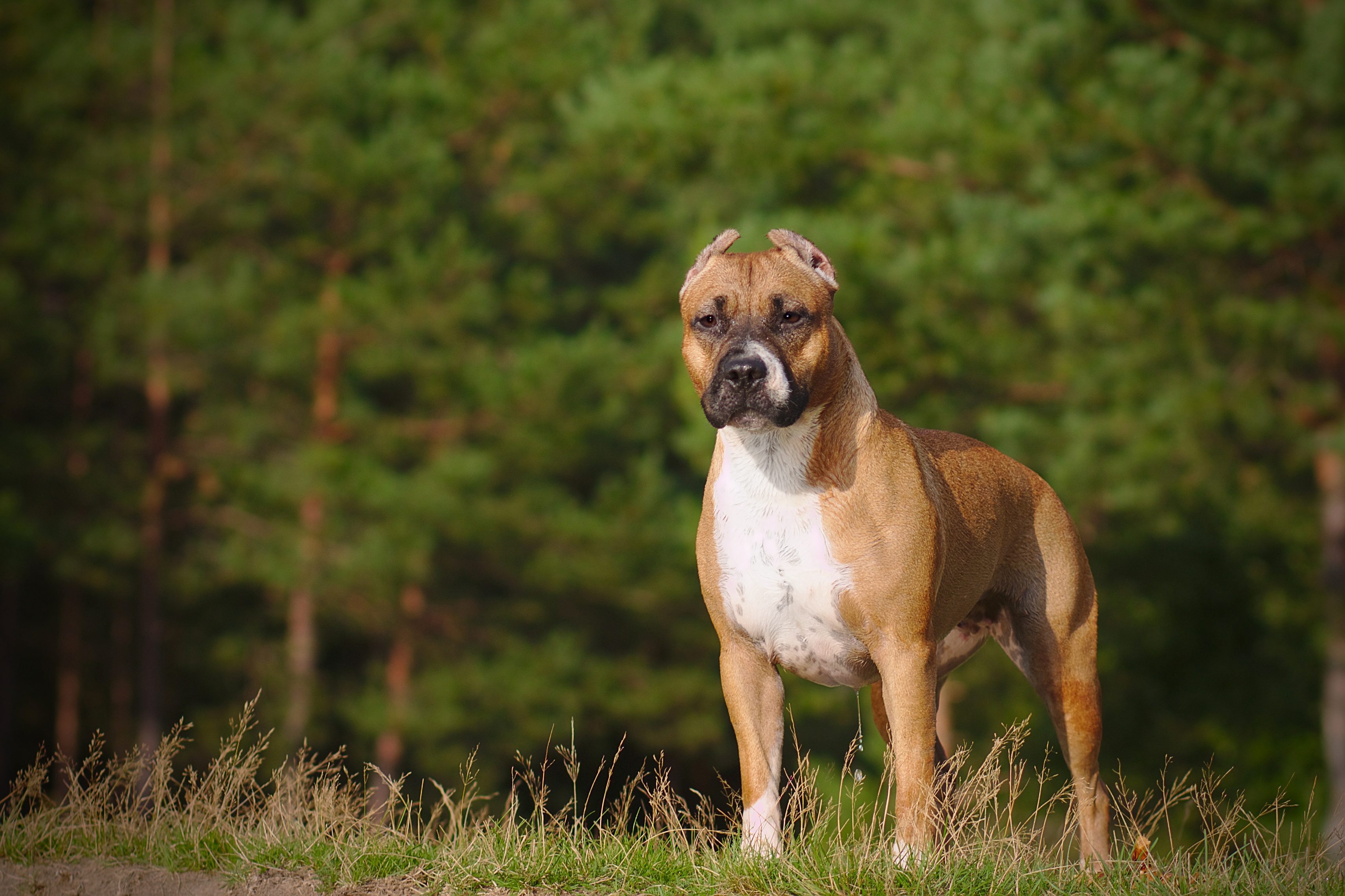 Comment éduquer un chien catégorisé ?