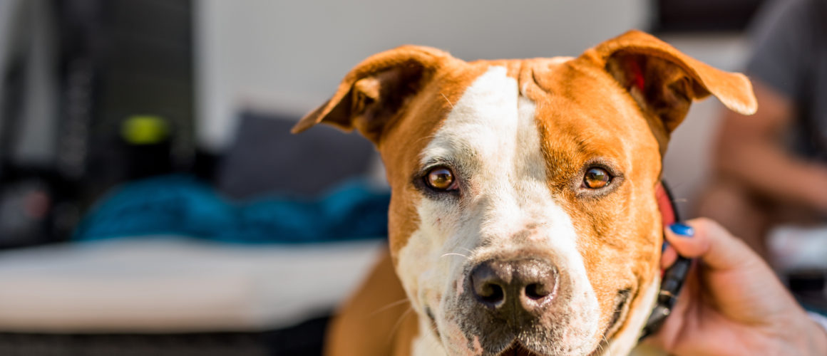 L’American Staffordshire Terrier : le chien qui a défié la loi !