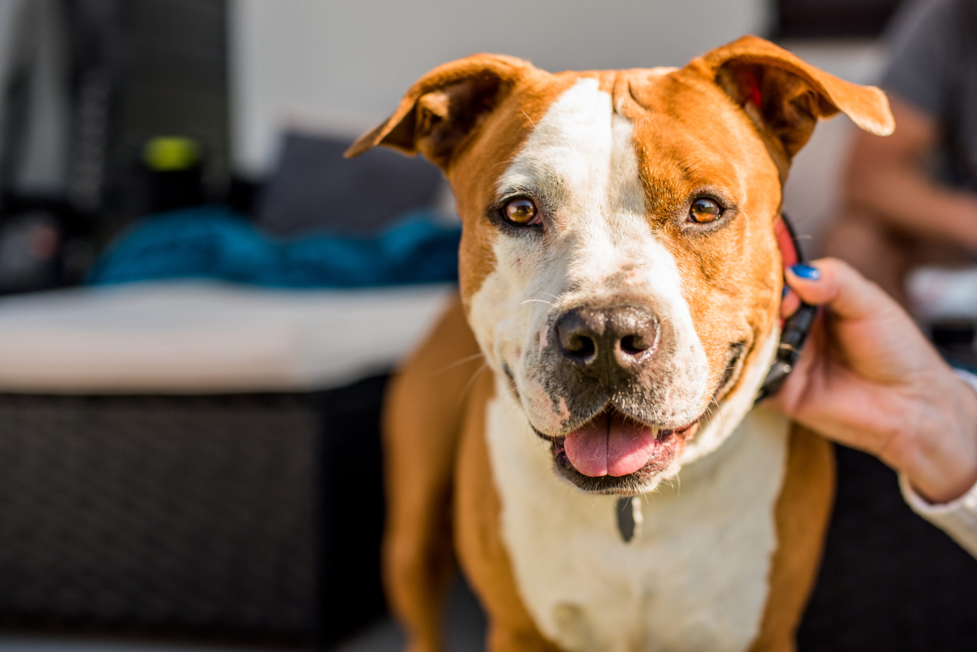 Bienvenue à tous les propriétaires de chien de catégorie