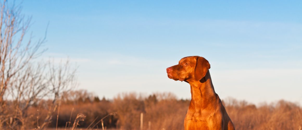 Formation du maître pour chiens catégorisés