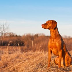 Quelles sont les races de chiens non concernés par les catégories ?