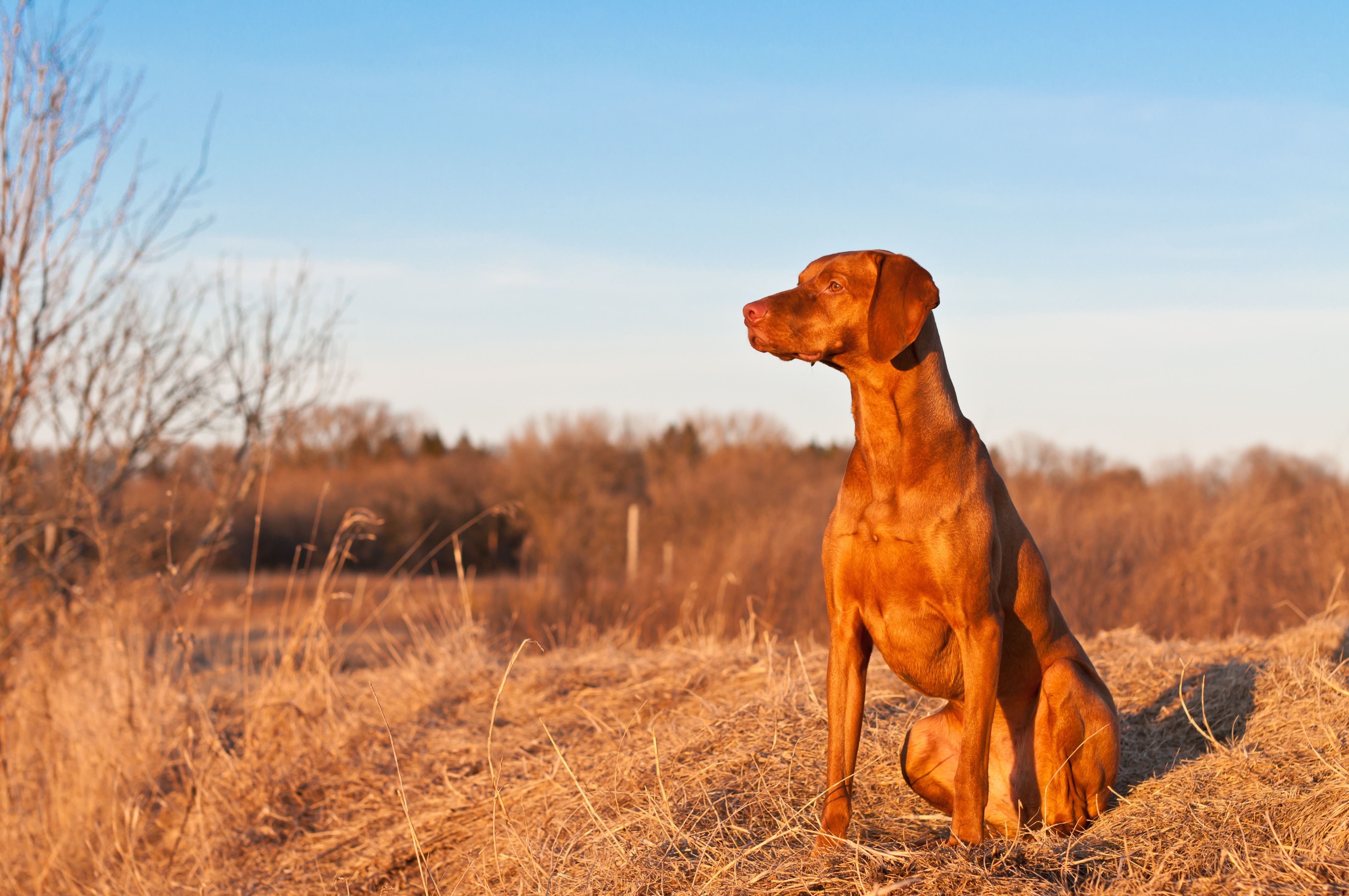 Formation du maître pour chiens catégorisés