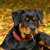Rottweiler : une race de chien qui renaît de ses cendres !
