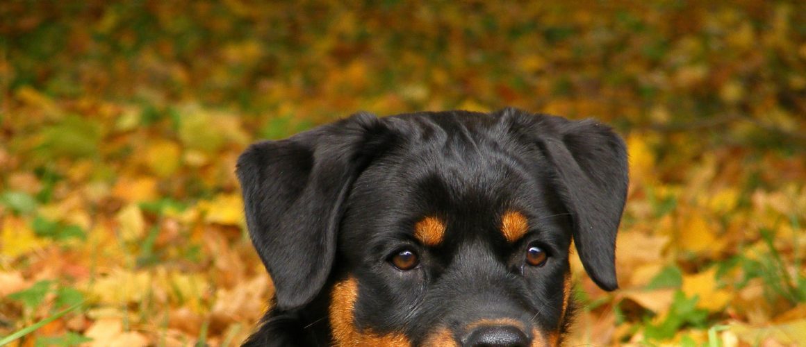 Rottweiler : une race de chien qui renaît de ses cendres !