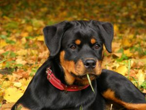 Rottweiler