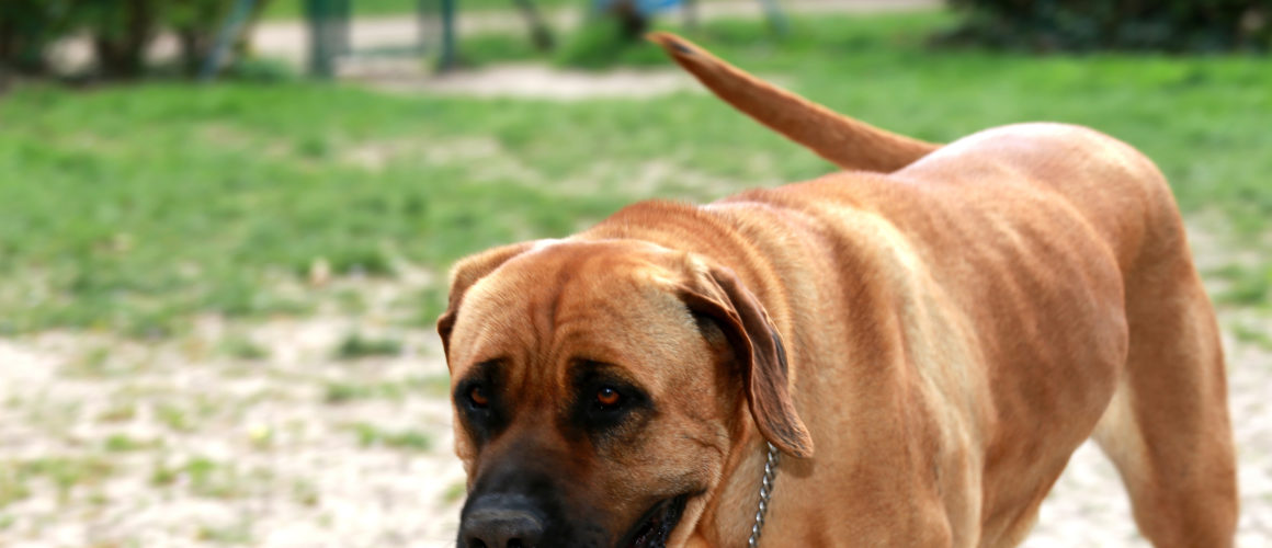 Tosa, chien « dangereux » : qu’a-t-il fait pour mériter ça ?