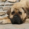 Mastiff : un grand chien à découvrir