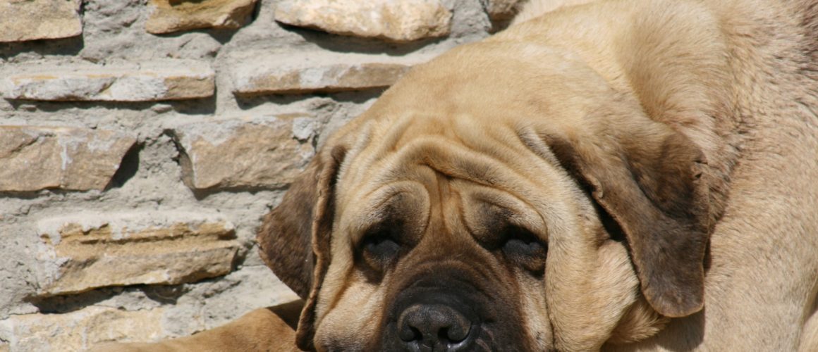 Mastiff : un grand chien à découvrir