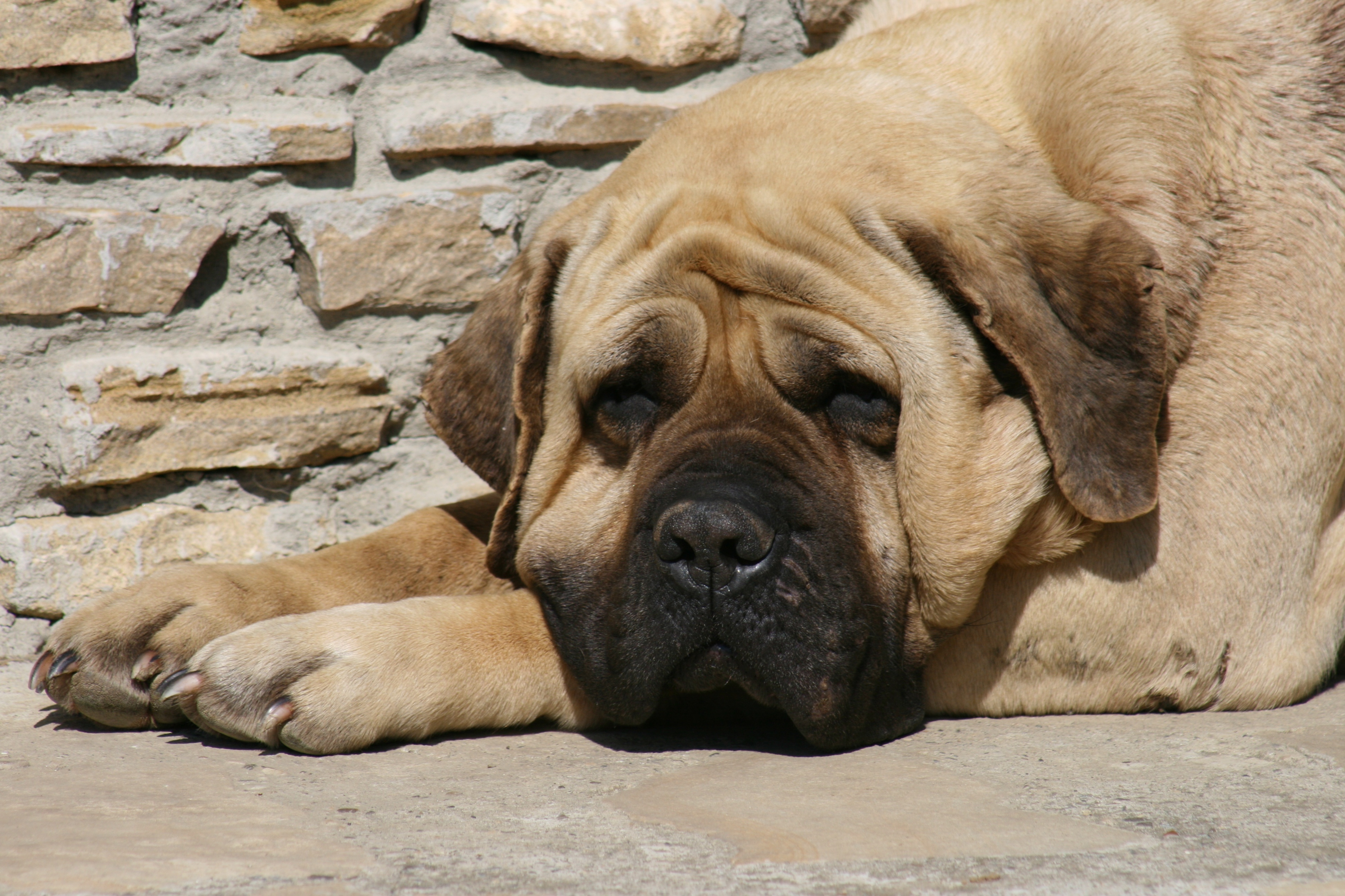 Mastiff : un grand chien à découvrir