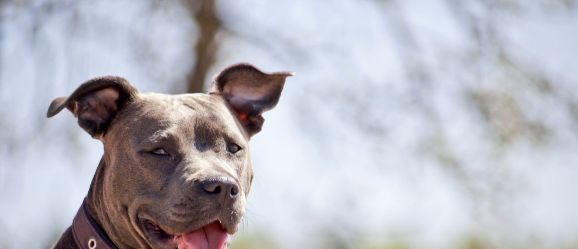 Pitbull : un chien désormais interdit !