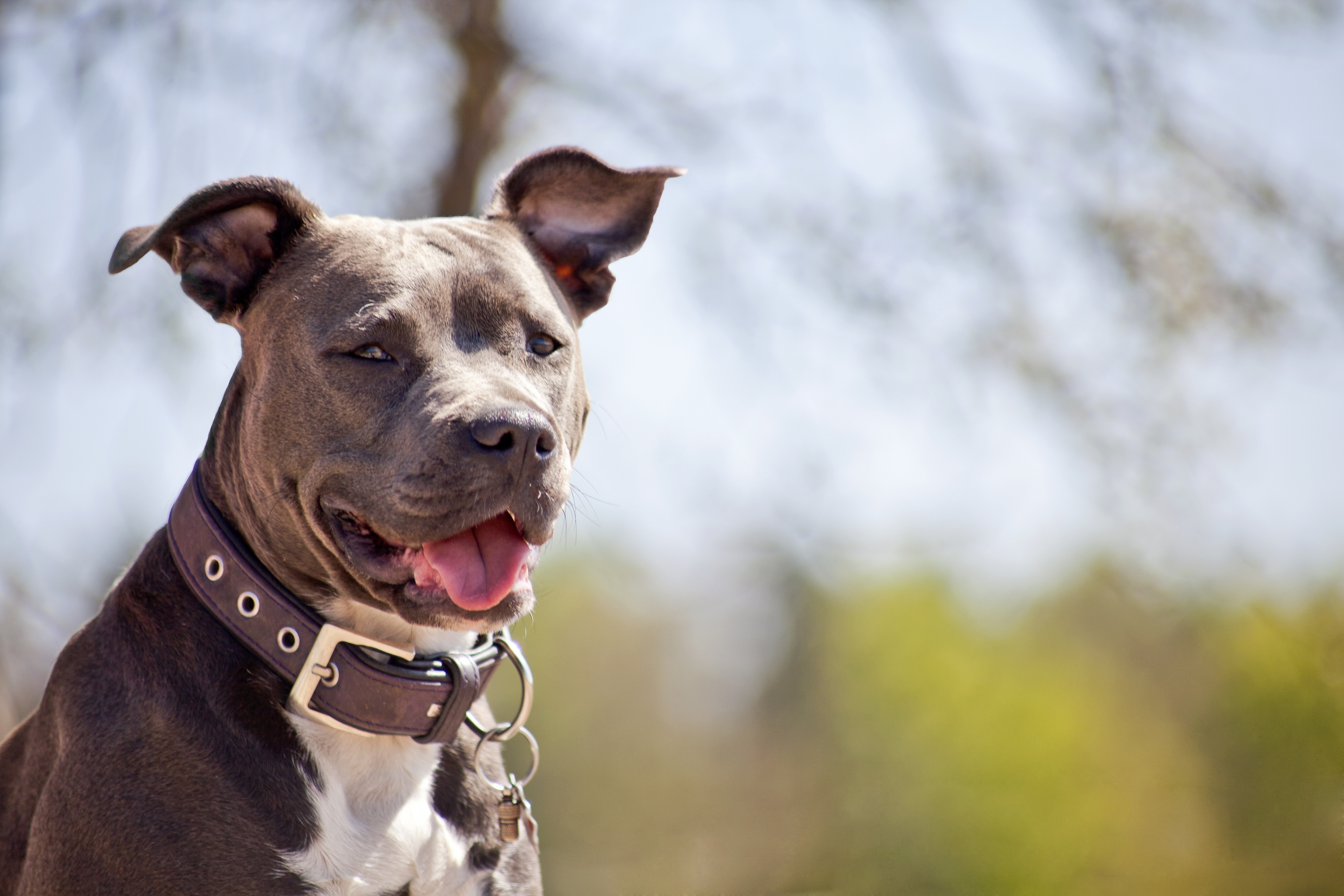 Pitbull : un chien désormais interdit !