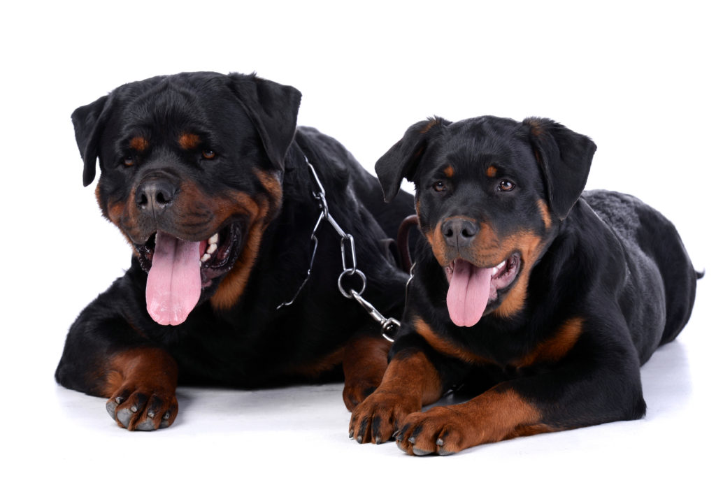 les chiens Rottweiler ont besoin d'un permis de détention