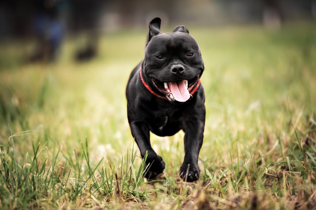 chien de race staffordshire terrier en train de courir sur de l'herbe